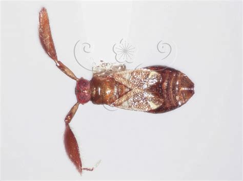 樹椿|臺灣鹿角樹椿 Alcerocoris formosanus Lin, 2004[特有]